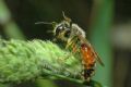 Andrena hattorfiana (cfr.)